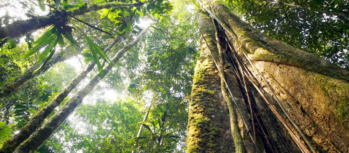 Floresta tropical às margens do Rio Amazonas