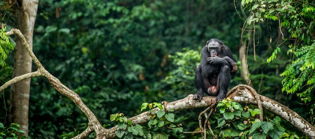 Bonobo em uma árvore no Congo