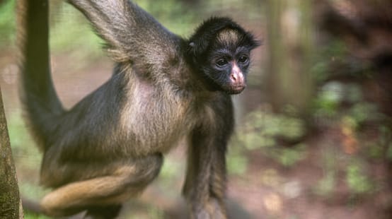 Macaco-aranha em uma árvore