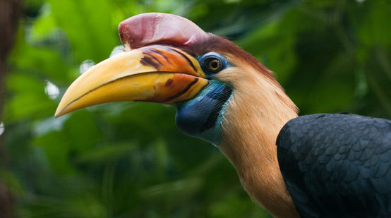 Um calau colorido na floresta de Sulawesi