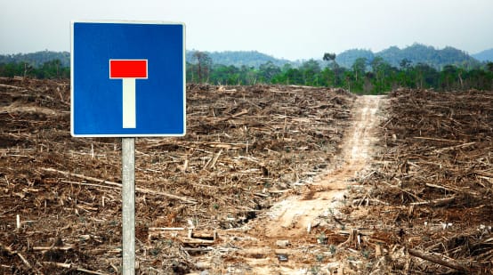 Fotomontagem: floresta destruída pela monocultura da palma de óleo