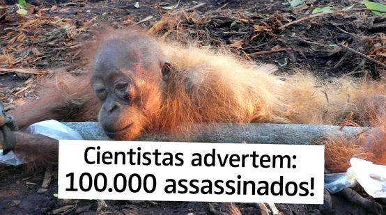 Cientistas advertem: 100.000 assassinados!