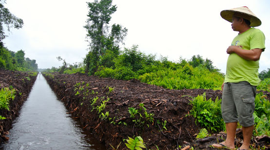 Matek diante de um canal de drenagem em uma floresta de turfa