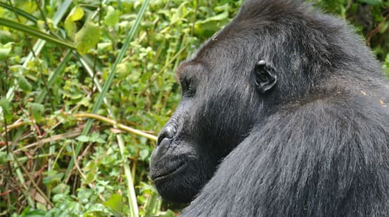 Gorila-de-grauer no Parque Nacional Kahuzi-Biega