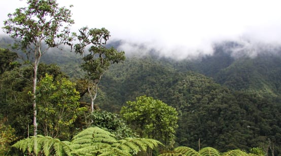 Floresta nublada nas montanhas da região INTAG, no norte do Equador