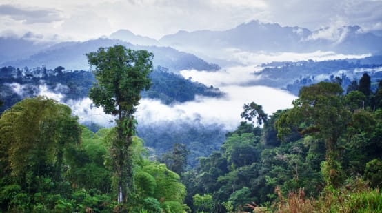 A Floresta de Encostas “Los Cedros” no Equador