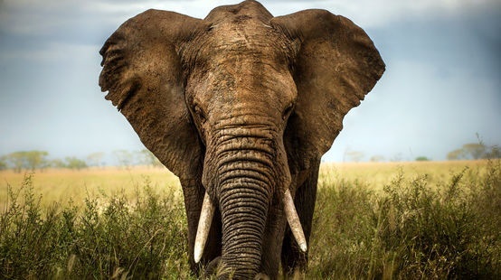 Elefante africano na savana