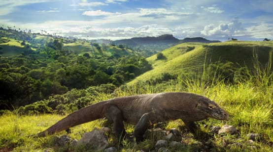 Dragão-de-Komodo (Varanus komodoensis)