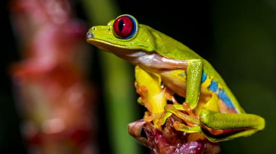 Rã-de-olhos-vermelhos multicolorida sentada em uma flor