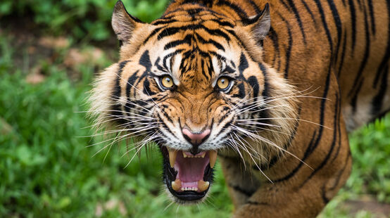 Tigre de Sumatra