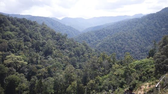 Vista da floresta tropical, do alto