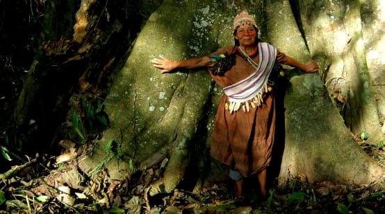 Guardiães da floresta