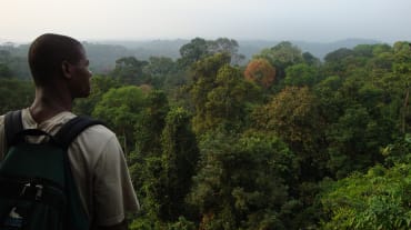 Floresta pluvial ao sul do Parque Nacional Korup, Camarões