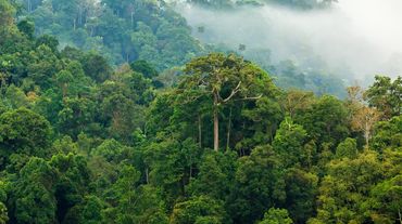 Floresta amazônica sob neblina