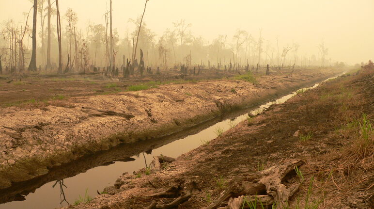 Floresta de pântano de turfa devastada para ceder lugar ao agronegócio de arrozais na Indonésia