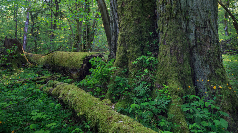 Uma árvore velha, árvores derrubadas apodrecendo na Floresta Bialowieza, na Polônia