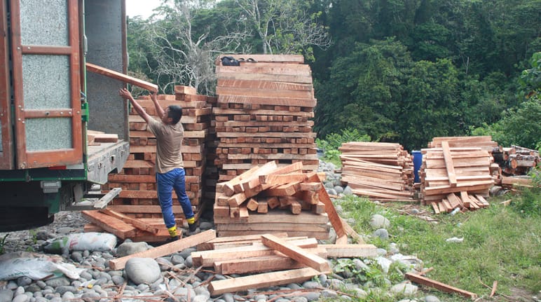 Madeira de balsa sendo carregada em caminhões