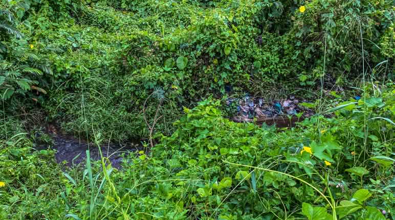 Mesmo com a interdição do lixão na Terra Indígena Taquaritiua, ainda é possível ver seus vestígios sob a mata que se recupera à beira do igarapé Um curso de água corre entre uma mata bem verde e rasteira. Sob as folhagens, é possível ver restos de embalagens plásticas e outros lixos do antigo lixão desativado