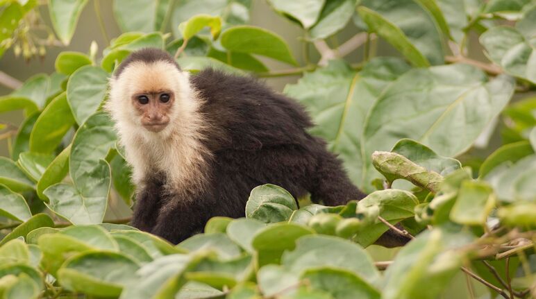 Macaco-prego-de-cara-branca