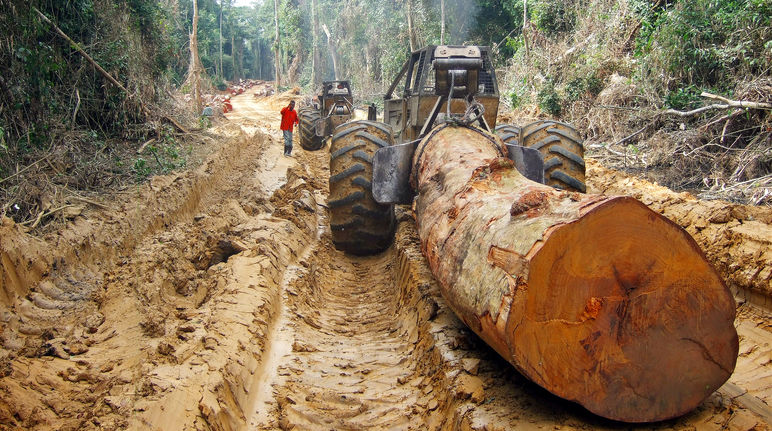 Uma árvore gigante é transportada na floresta tropical