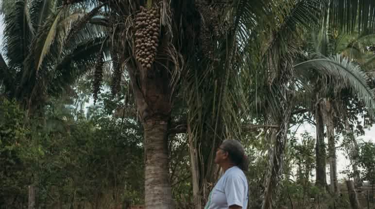 Os frutos da palmeira-babaçu são uma importante fonte de renda Palmeira babaçu com seus frutos