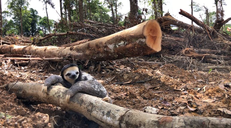Preguiça-de-três-dedos (Bradypus tridactylus) agarra o tronco de uma árvore derrubada na Amazônia