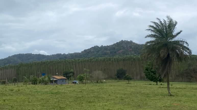 Em primeiro plano, uma área de pasto, com apenas algumas árvores e uma pequena casa. Ao fundo da casa, uma extensa plantação de eucalipto. Por trás do eucalipto, uma montanha coberta por mata atlântica.