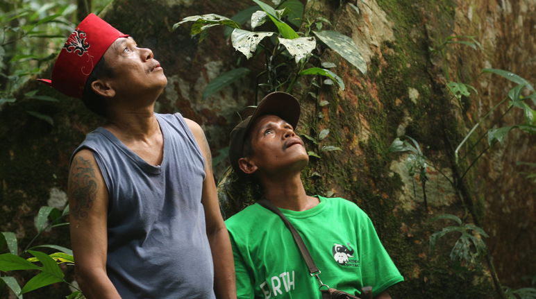 Indígenas Dayak Tomun na floresta de Kinipan