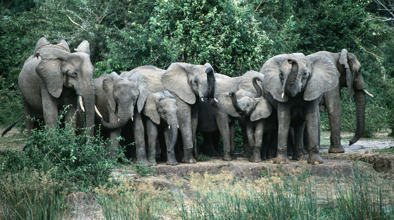 Manada de elefantes no Parque Nacional Murchison Falls, em Uganda