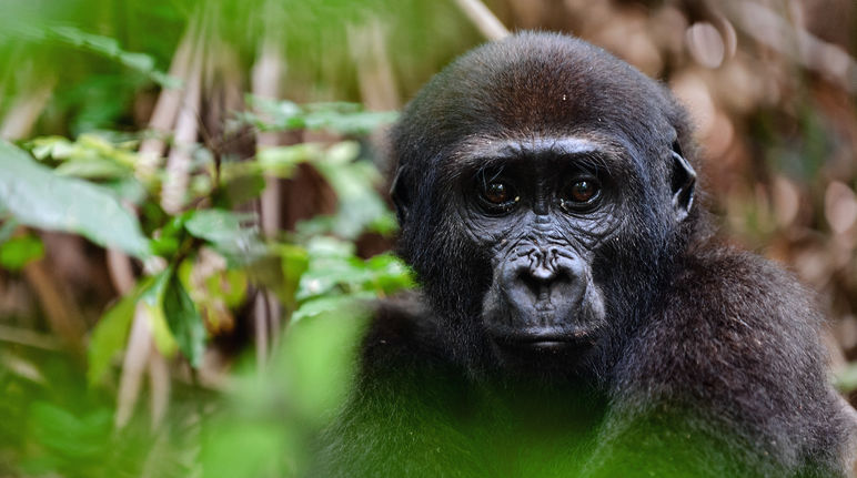 Gorila ocidental das terras baixas Gorila ocidental das terras baixas (Gorilla gorilla gorilla)