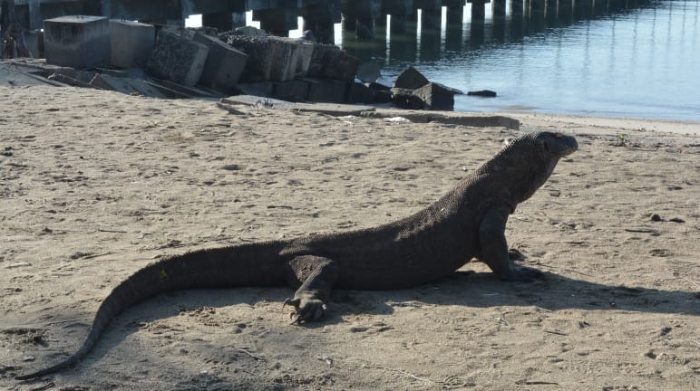 Um dragão-de-Komodo diante de um píer