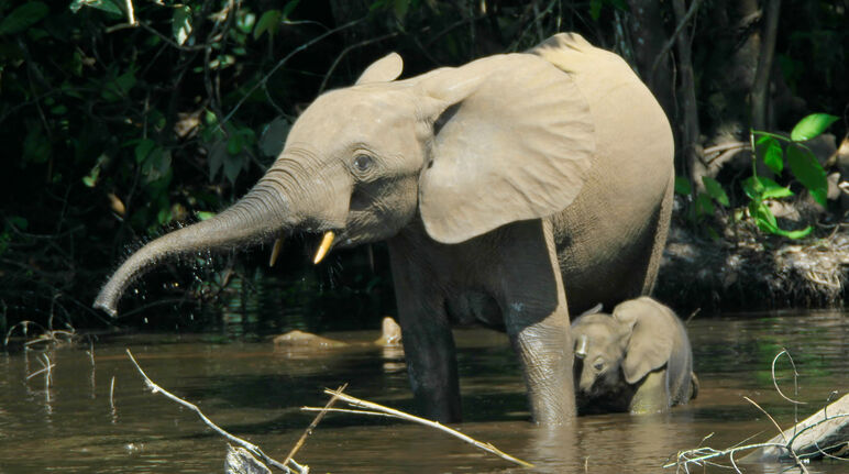 Elefante-da-floresta com cria