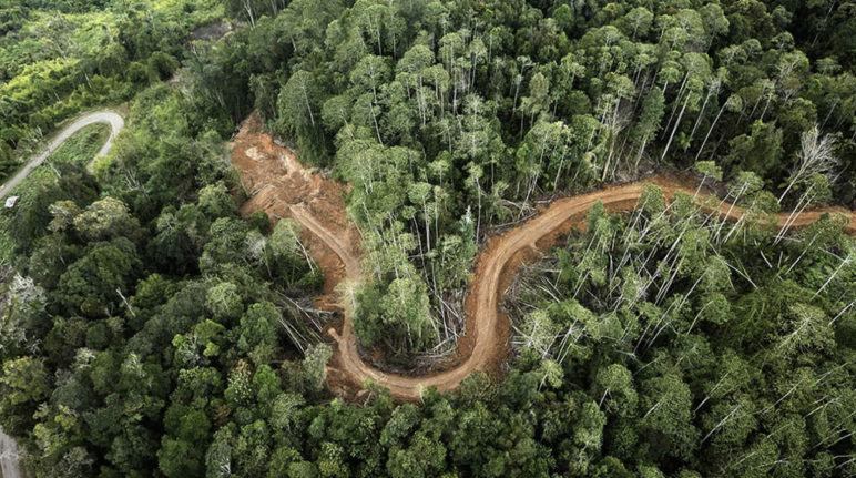 Foto de caminho aberto na floresta, tirada por drone.