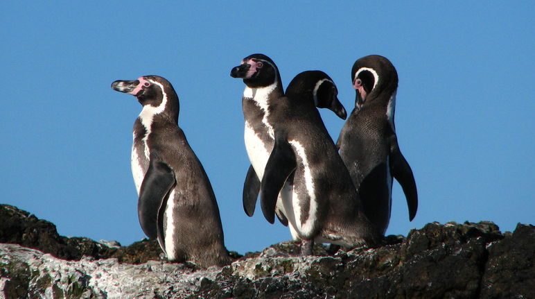 Pinguins no Chile