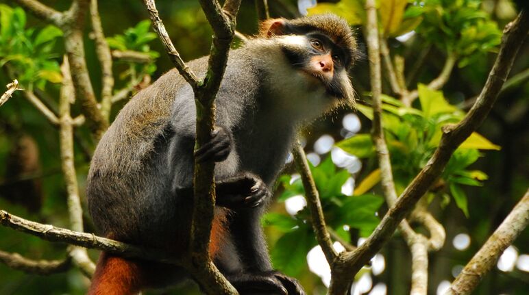 Macaco-de-orelhas vermelhas na Floresta do Ebo em Camarões Macaco-de-orelhas vermelhas na Floresta do Ebo em Camarões