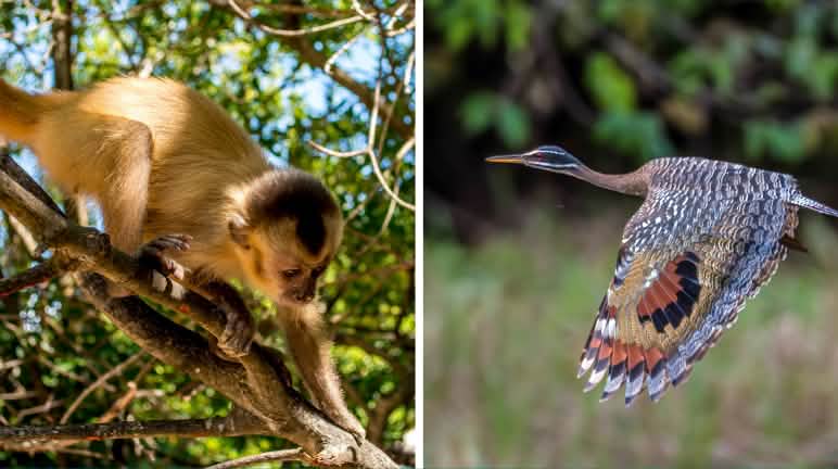 O habitat dele vai ficando cada vez menor: O macaco-caiarara está criticamente ameaçado. O pavãozinho-do-pará vive na América Central e na América do Sul às margens de rios e lagos, dependendo de águas limpas para viver. Colagem Biodiversidade Brasil
