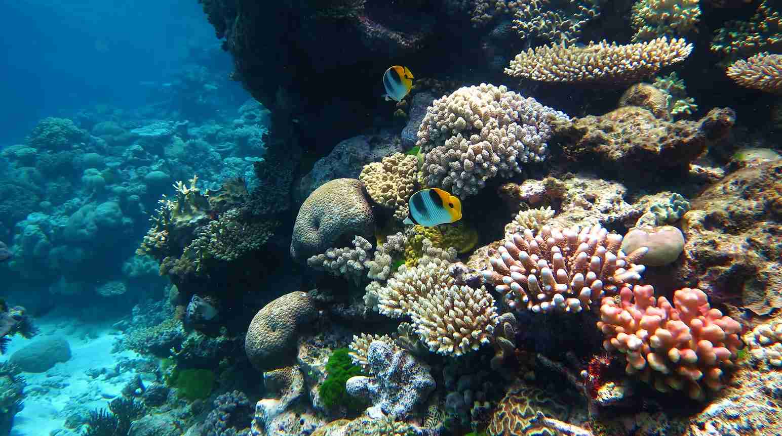 Бентосные организмы это. Бентосные организмы. Фото бентоса в океане. Бентосный вид. Дэвид Аттенборо и большой коралловый риф.