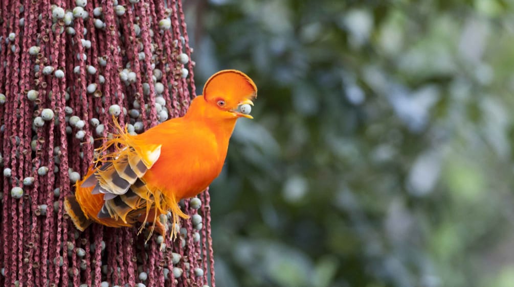 Galo-da-serra cor-de-laranja (pássaro)