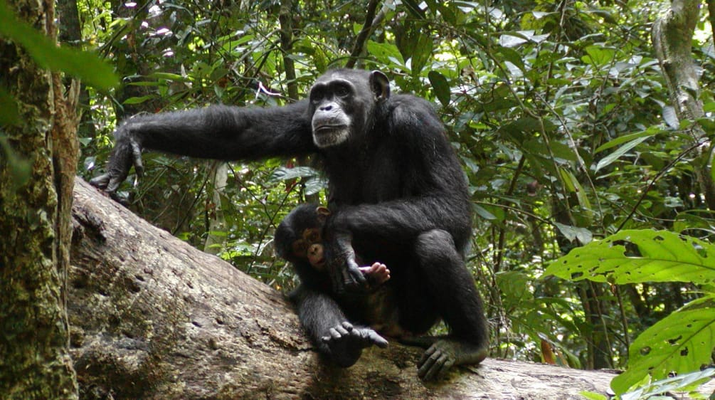 Chimpanzés no Parque Nacional Sapo