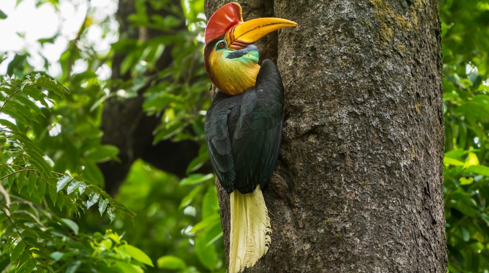 Calau nodoso em Sulawesi