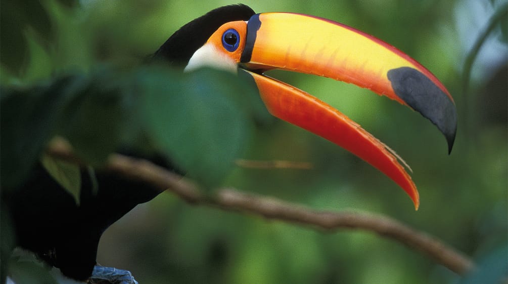 Um tucano numa árvore na floresta tropical