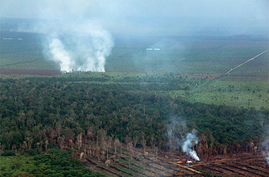 Um incêndio na floresta tropical
