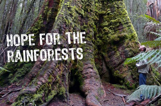 Uma árvore na floresta tropical com o balão de texto "hope for the rainforests"