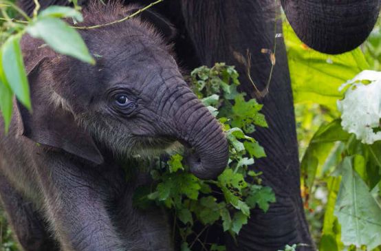 Um elefante bebê na floresta do ecossistema de Leuser na Indonésia