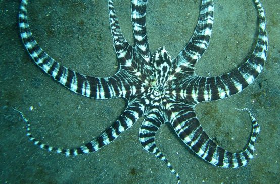 Um polvo da espécie "thaumoctopus mimicus"