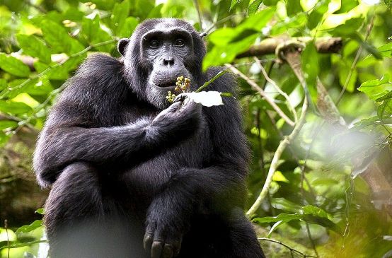 Um chimpanzé no Uganda