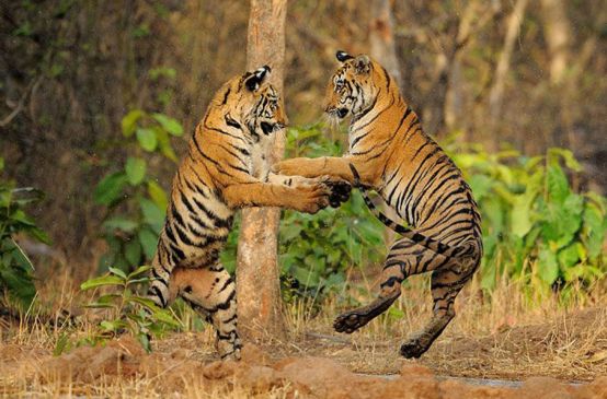 Dois tigres jogando