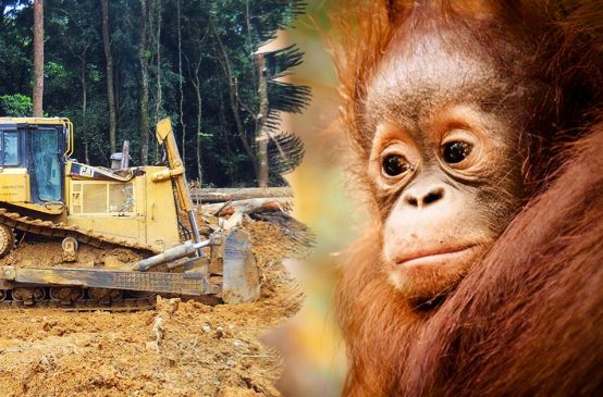 A floresta tropical e o espaço vital dos orangotangos são destruídos para a produção de óleo-de-palma