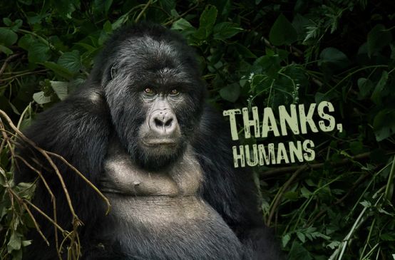 Gorila com balão de texto "Thanks, humans"