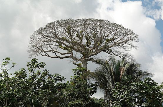Copas de árvores no parque nacional Yasuní, Equador